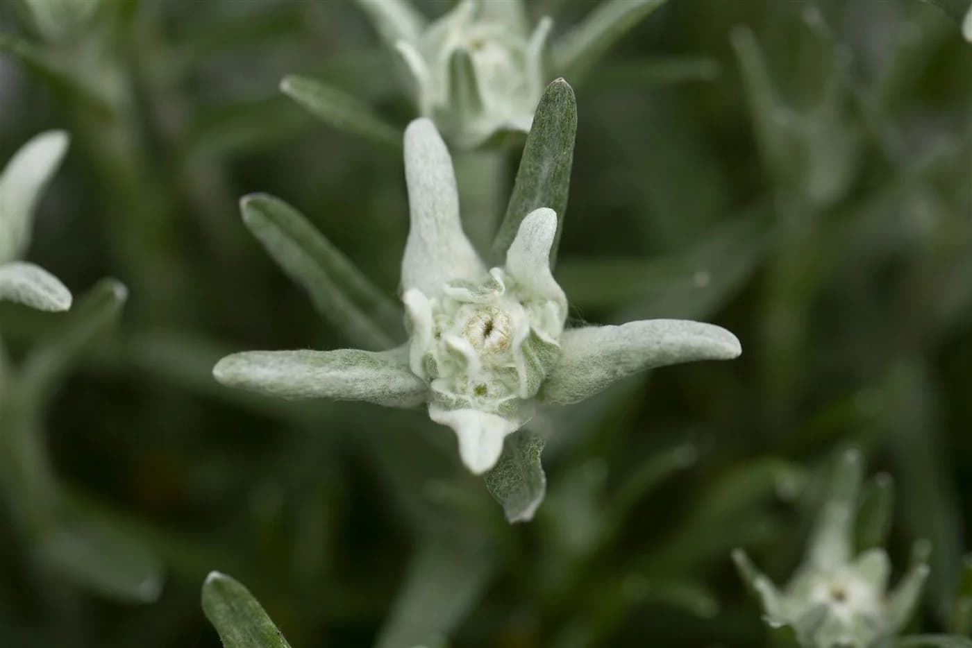 Leontopodium alpinum Edelweiß ca. 9x9 cm Topf
