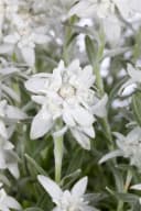 Leontopodium alpinum Edelweiß ca. 9x9 cm Topf Bild 2
