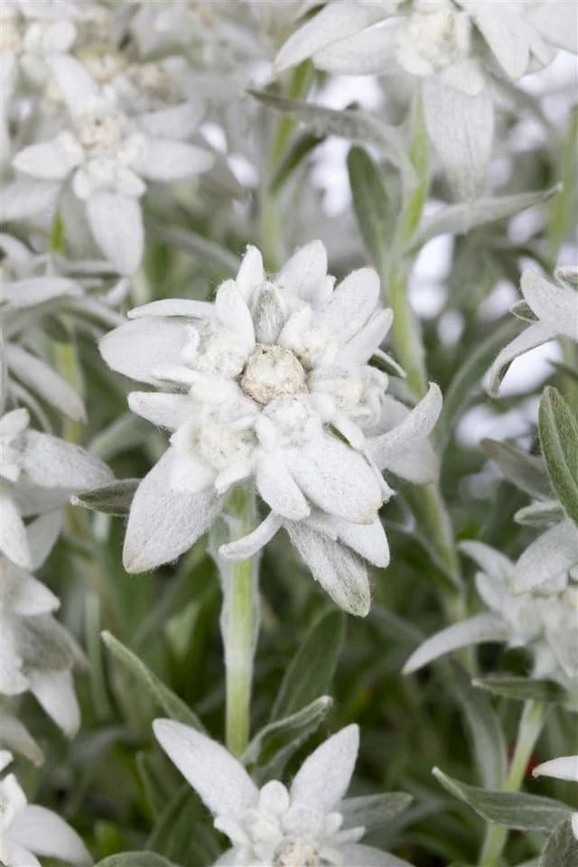 Leontopodium alpinum Edelweiß ca. 9x9 cm Topf - Bild 2