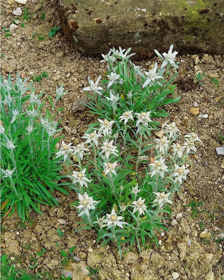 Leontopodium alpinum Edelweiß ca. 9x9 cm Topf - Bild 5