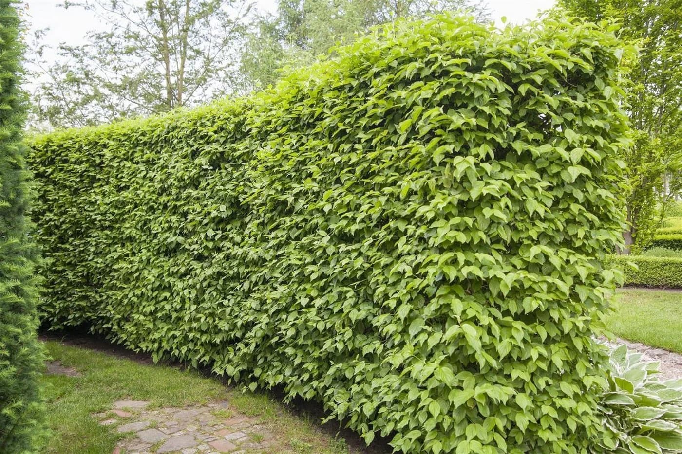 Cornus mas Kornelkirsche Gelbe Blüten 60–100 cm