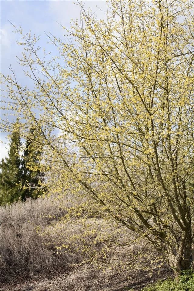 Cornus mas Kornelkirsche Gelbe Blüten 60–100 cm - Bild 2
