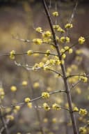 Cornus mas Kornelkirsche Gelbe Blüten 60–100 cm Bild 5