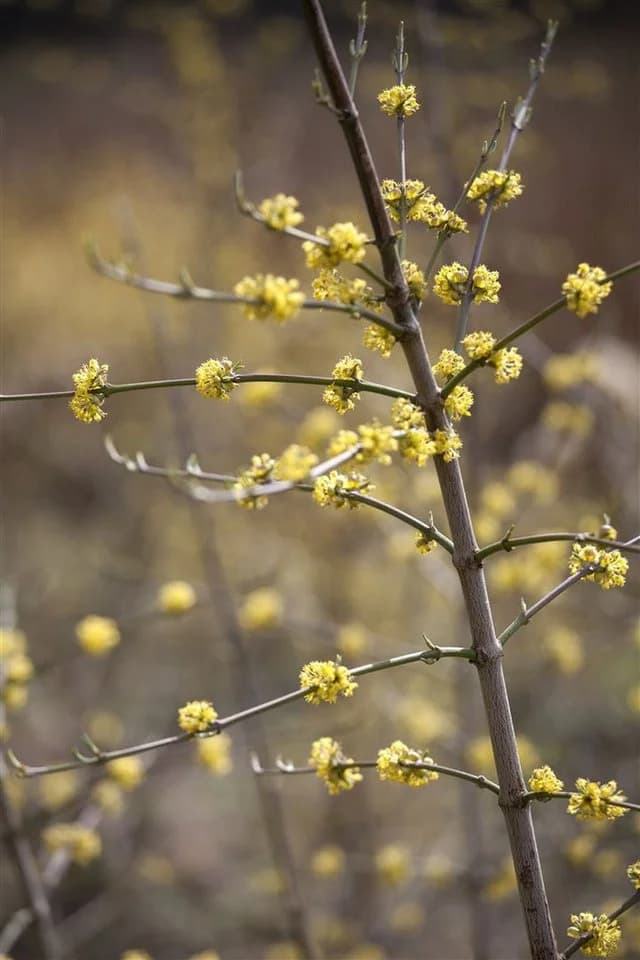 Cornus mas Kornelkirsche Gelbe Blüten 60–100 cm - Bild 5