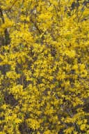 Forsythia 'Lynwood' Goldglöckchen Leuchtend Gelb Bild 1