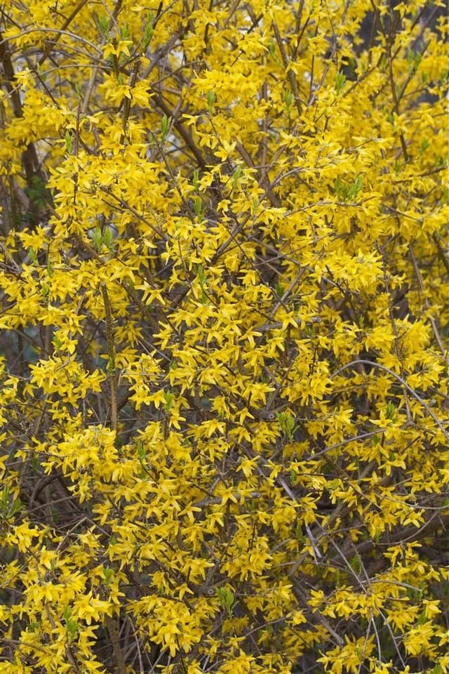 Forsythia 'Lynwood' Goldglöckchen Leuchtend Gelb
