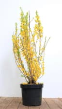 Forsythia 'Lynwood' Goldglöckchen Leuchtend Gelb Bild 2