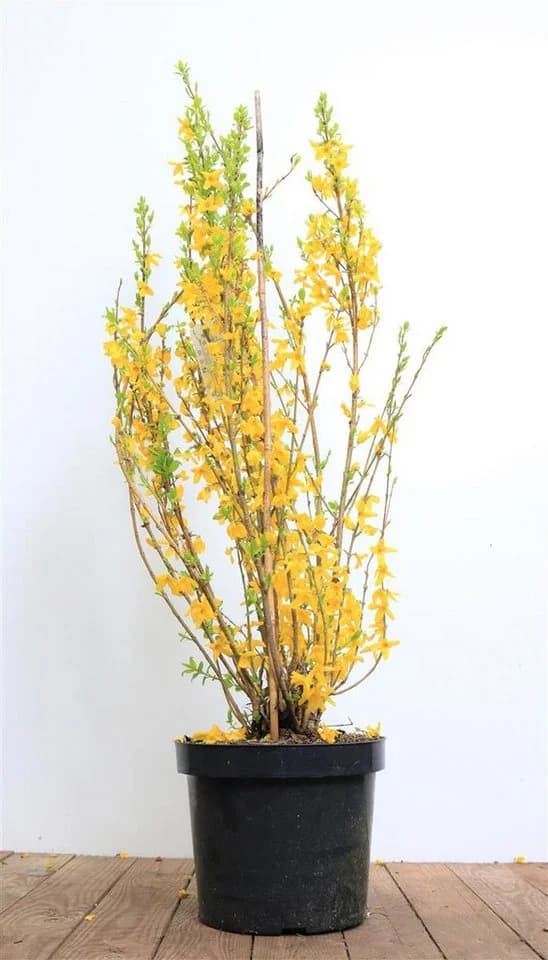 Forsythia 'Lynwood' Goldglöckchen Leuchtend Gelb - Bild 2