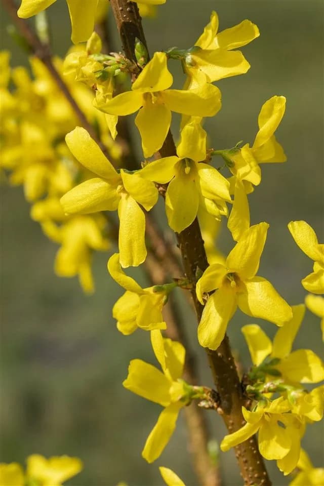 Forsythia 'Lynwood' Goldglöckchen Leuchtend Gelb - Bild 3