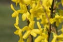 Forsythia 'Lynwood' Goldglöckchen Leuchtend Gelb Bild 4