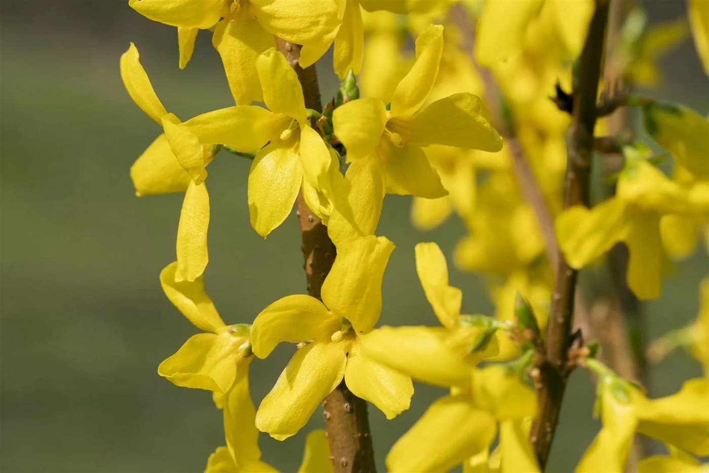 Forsythia 'Lynwood' Goldglöckchen Leuchtend Gelb - Bild 4