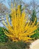 Forsythia 'Lynwood' Goldglöckchen Leuchtend Gelb Bild 5