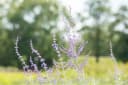 Perovskia atriplicifolia 'Blue Spire' Silberstrauch Blauviolett Bild 1