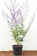 Perovskia atriplicifolia 'Blue Spire' Silberstrauch Blauviolett Bild 2