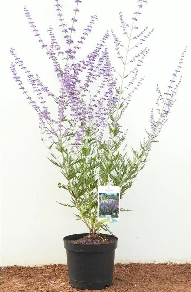 Perovskia atriplicifolia 'Blue Spire' Silberstrauch Blauviolett - Bild 2