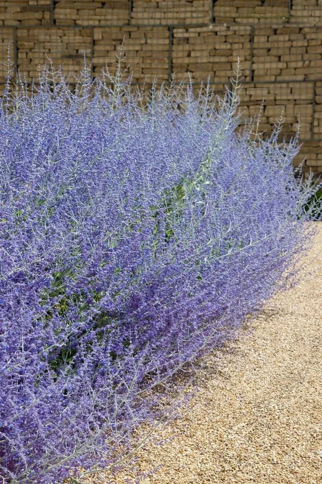 Perovskia atriplicifolia 'Blue Spire' Silberstrauch Blauviolett - Bild 4