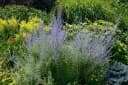 Perovskia atriplicifolia 'Blue Spire' Silberstrauch Blauviolett Bild 5