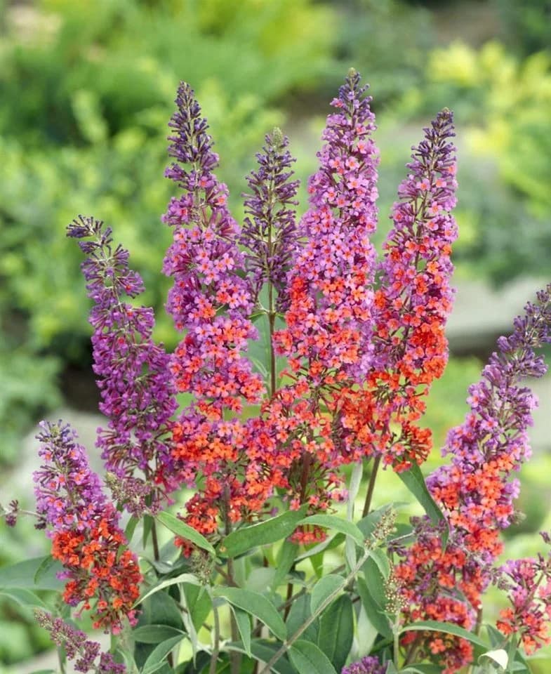Buddleja davidii 'Flower Power' Schmetterlingsflieder Bunt