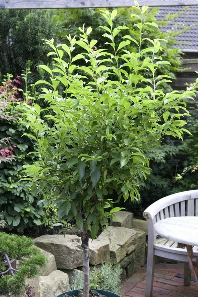 Prunus cerasifera 'Nigra' Zwergpflaume Dunkelrot 60 cm