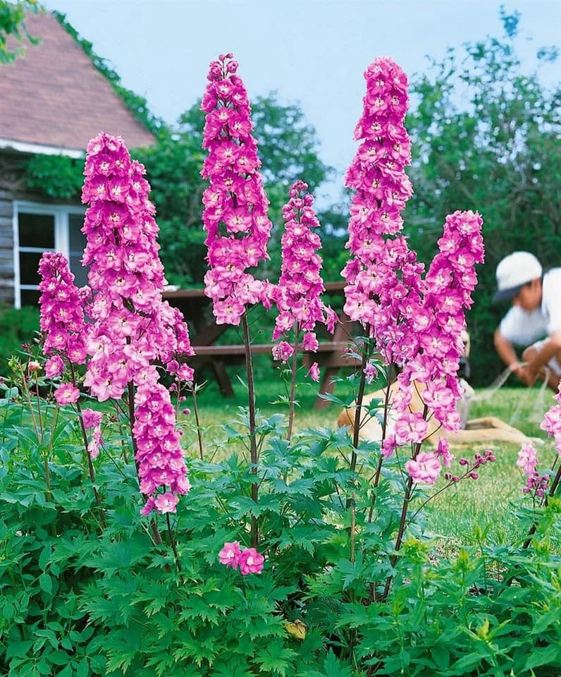 Delphinium Pacific 'Astolat' Rittersporn Rosa-Lila 9x9 cm Topf