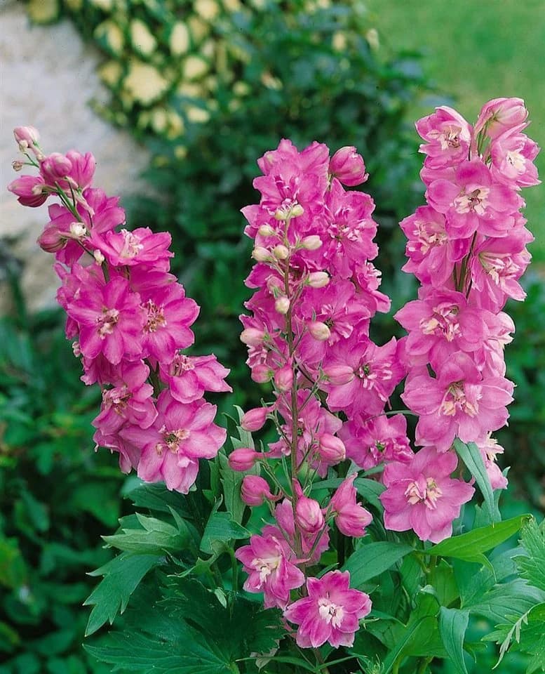 Delphinium Pacific 'Astolat' Rittersporn Rosa-Lila 9x9 cm Topf - Bild 2