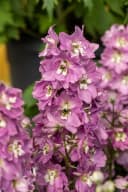 Delphinium Pacific 'Astolat' Rittersporn Rosa-Lila 9x9 cm Topf Bild 3