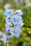 Delphinium Pacific 'Astolat' Rittersporn Rosa-Lila 9x9 cm Topf Bild 5