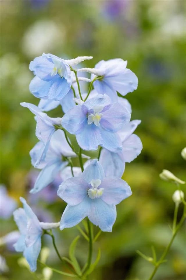 Delphinium Pacific 'Astolat' Rittersporn Rosa-Lila 9x9 cm Topf - Bild 5