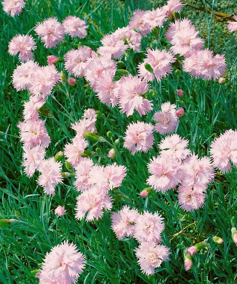 Dianthus plumarius 'Altrosa' Federnelke Zartrosa 9x9 cm Topf