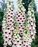Digitalis purpurea 'Pam's Choice' Fingerhut zweifarbig ca. 9x9 cm Topf Bild 1