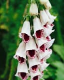 Digitalis purpurea 'Pam's Choice' Fingerhut zweifarbig ca. 9x9 cm Topf Bild 2