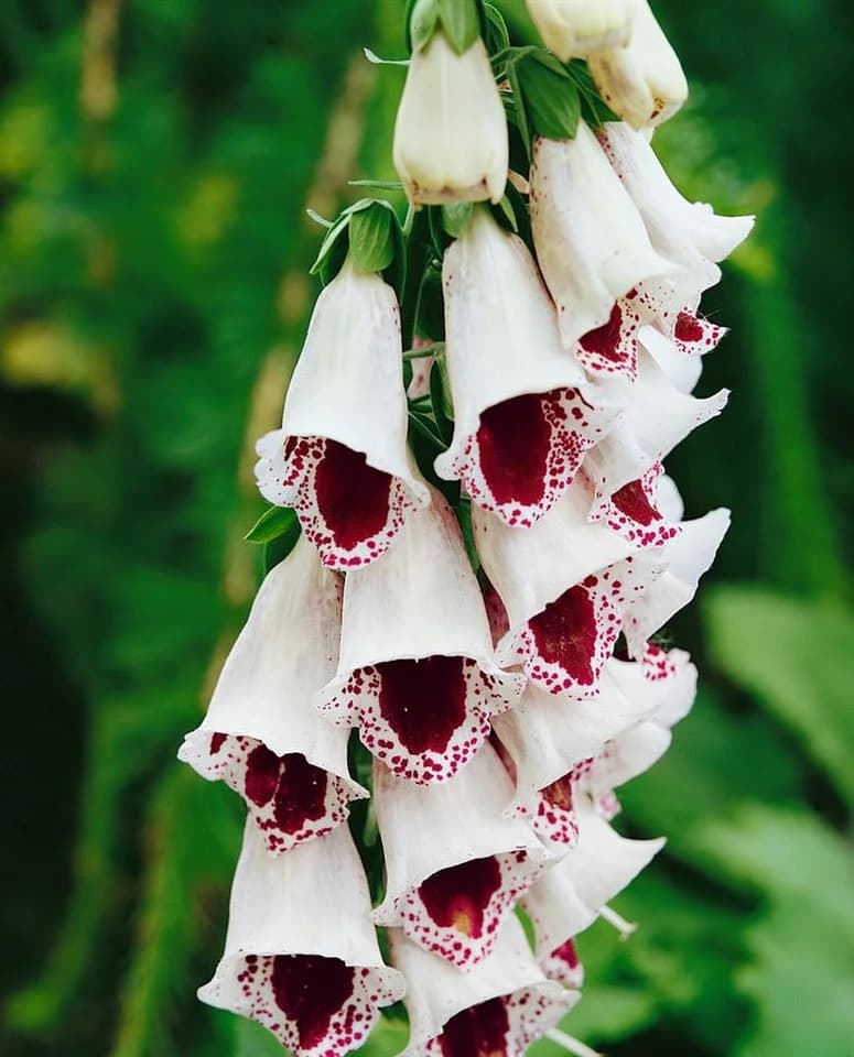 Digitalis purpurea 'Pam's Choice' Fingerhut zweifarbig ca. 9x9 cm Topf - Bild 2