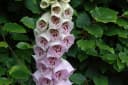 Digitalis purpurea 'Pam's Choice' Fingerhut zweifarbig ca. 9x9 cm Topf Bild 3