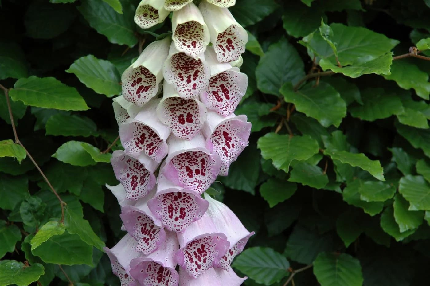 Digitalis purpurea 'Pam's Choice' Fingerhut zweifarbig ca. 9x9 cm Topf - Bild 3