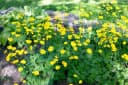 Frühblühende Gelbe Gartenstaude Bild 1