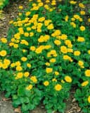 Frühblühende Gelbe Gartenstaude Bild 2