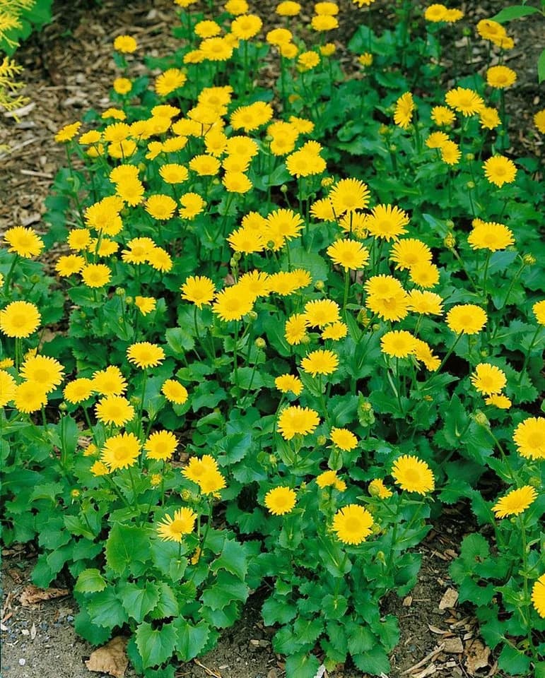 Frühblühende Gelbe Gartenstaude - Bild 2