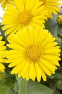 Frühblühende Gelbe Gartenstaude Bild 3