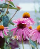 Echinacea purpurea 'Doppeldecker' Sonnenhut Rosa Bild 1