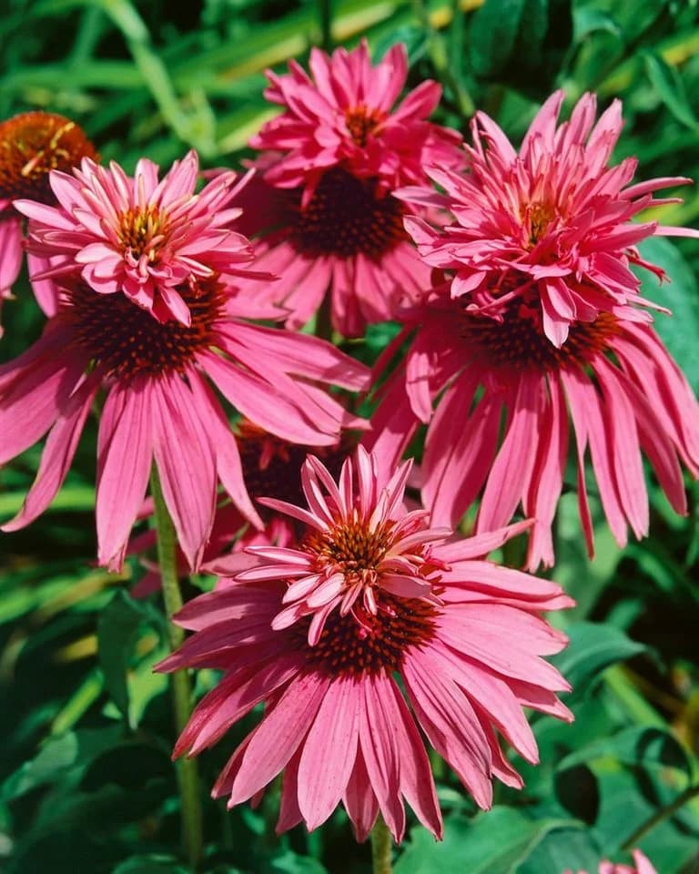 Echinacea purpurea 'Doppeldecker' Sonnenhut Rosa - Bild 2