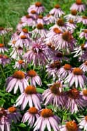 Echinacea purpurea 'Doppeldecker' Sonnenhut Rosa Bild 3