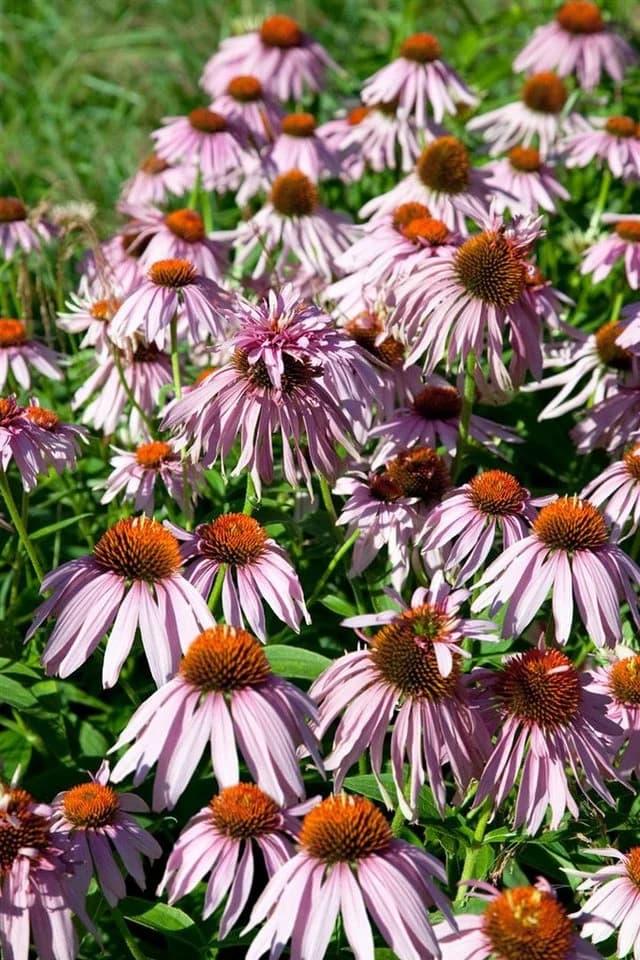 Echinacea purpurea 'Doppeldecker' Sonnenhut Rosa - Bild 3
