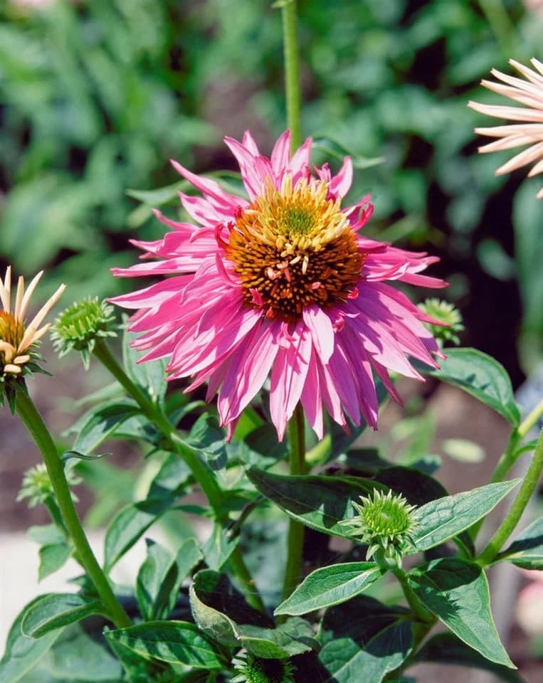 Echinacea purpurea 'Doppeldecker' Sonnenhut Rosa - Bild 4