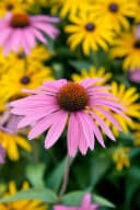 Echinacea purpurea 'Rubinstern' Sonnenhut Rubinrot Bild 1
