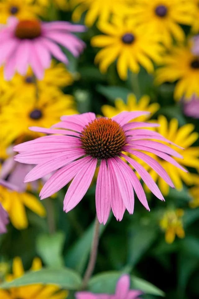 Echinacea purpurea 'Rubinstern' Sonnenhut Rubinrot