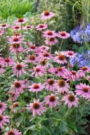 Echinacea purpurea 'Rubinstern' Sonnenhut Rubinrot Bild 2