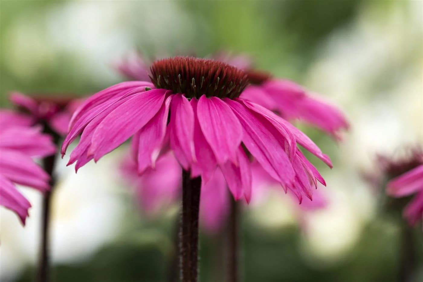 Echinacea purpurea 'Rubinstern' Sonnenhut Rubinrot - Bild 4