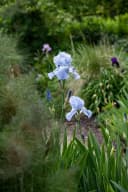 Pflanzen für Dich Staude Iris barbata hellblau, 1 St., Bart-Iris Bild 1
