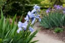 Pflanzen für Dich Staude Iris barbata hellblau, 1 St., Bart-Iris Bild 2