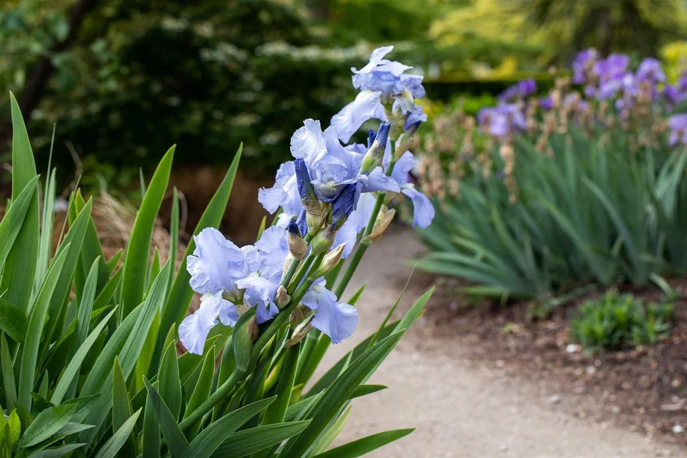 Pflanzen für Dich Staude Iris barbata hellblau, 1 St., Bart-Iris - Bild 2